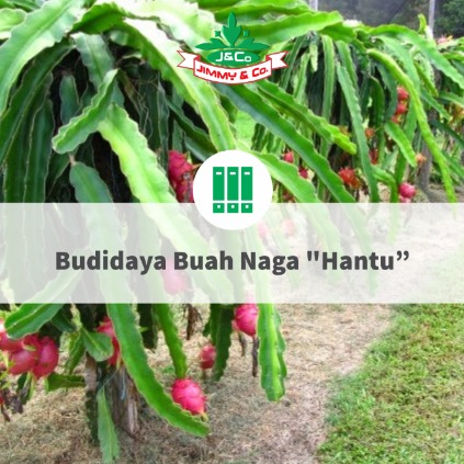 Budidaya Buah Naga "Hantu" Budidaya Buah Naga "Hantu"