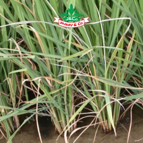 Cegah Sundep Sebelum Porak-Poranda Cegah Sundep Sebelum Porak-Poranda