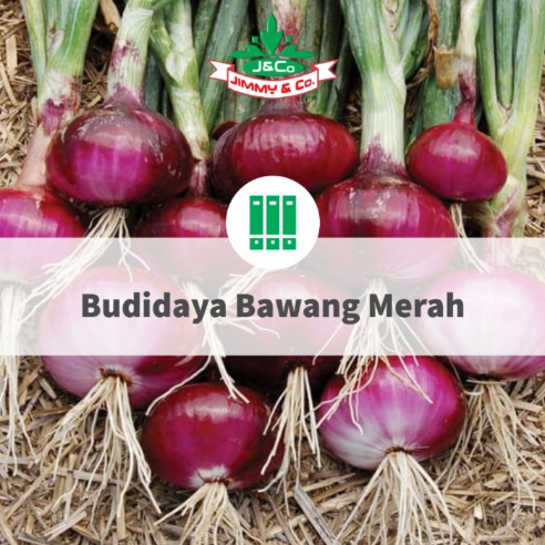 Budidaya Bawang Merah Budidaya Bawang Merah