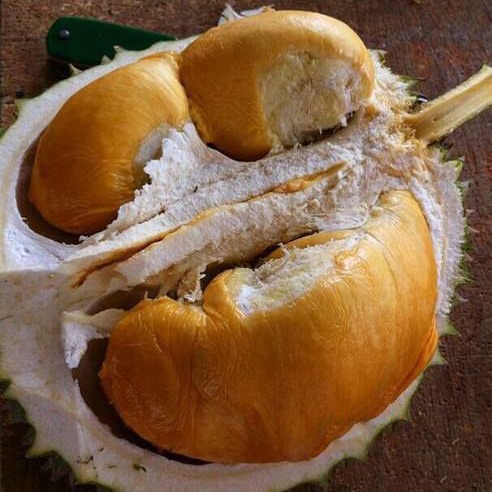 Serba - Serbi Durian Duri Hitam Serba - Serbi Durian Duri Hitam