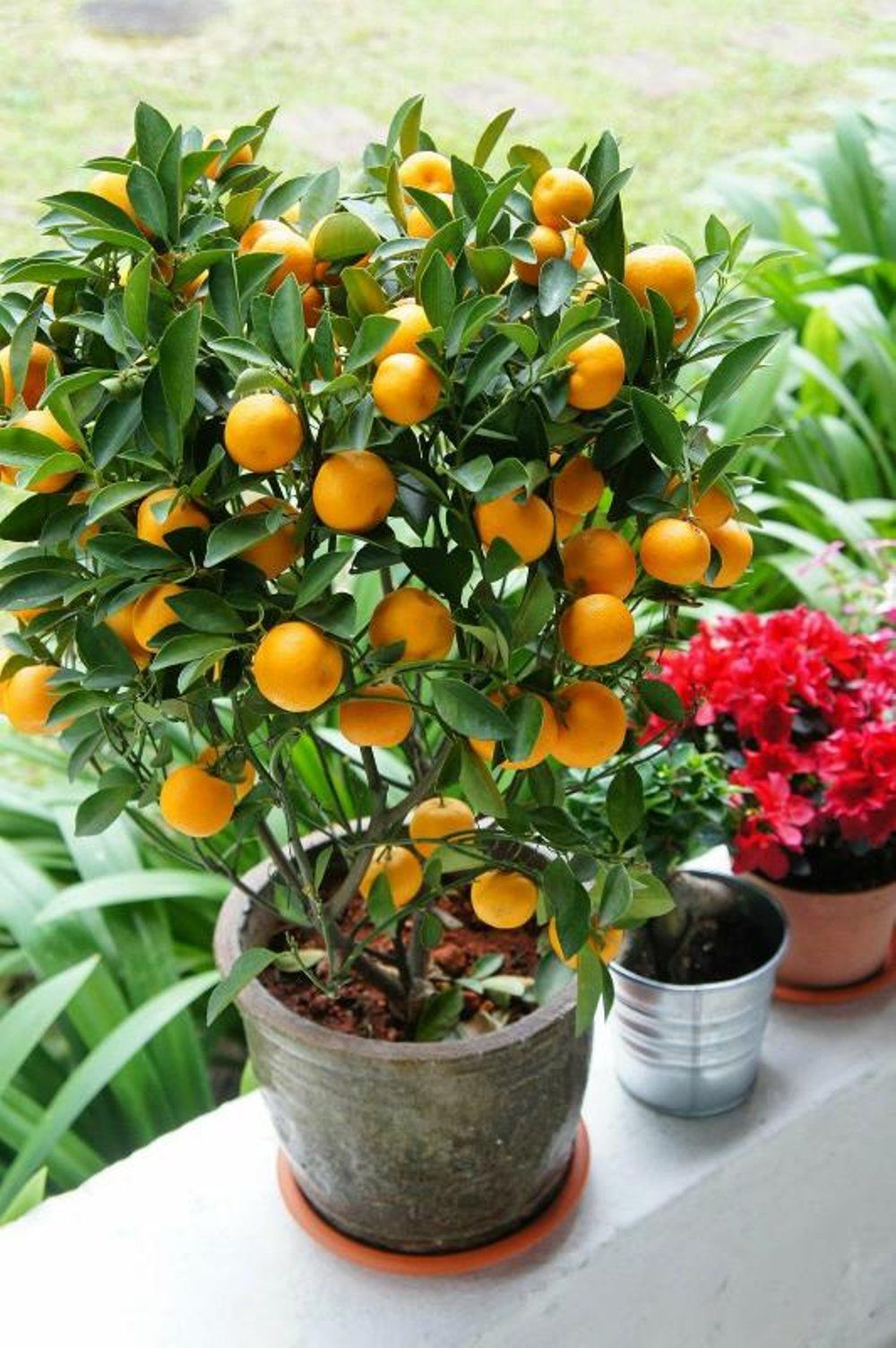 Pembudidayaan Jeruk Sunkist Di Kebun Dan Rumah Pembudidayaan Jeruk Sunkist Di Kebun Dan Rumah