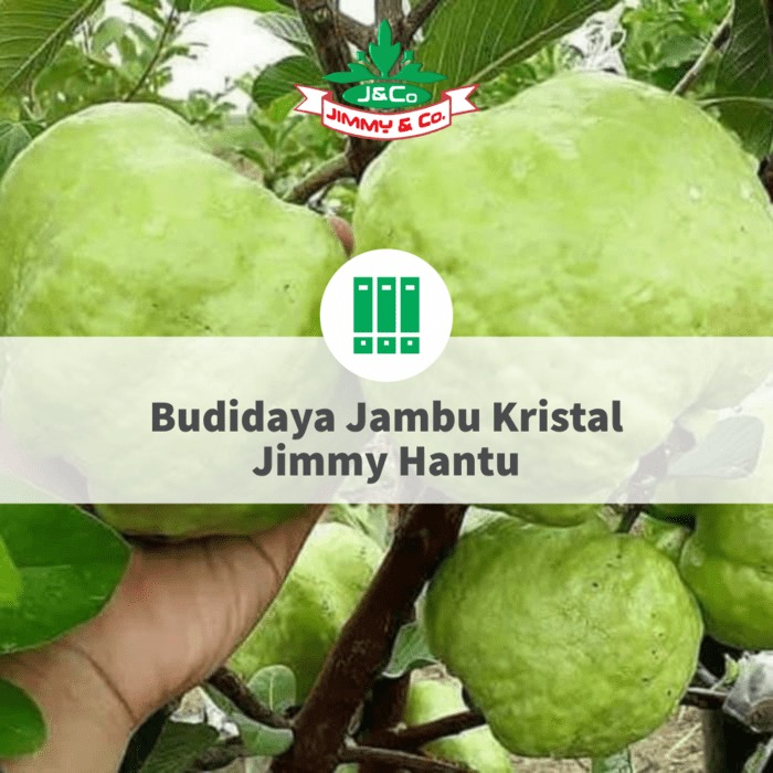 Budidaya Jambu Kristal Jimmy Hantu Budidaya Jambu Kristal Jimmy Hantu