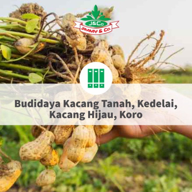 Budidaya Kacang Tanah, Kedelai, Kacang Hijau, Koro Dengan “TEKNOLOGI JIMMY HANTU 150” Budidaya Kacang Tanah, Kedelai, Kacang Hijau, Koro Dengan “TEKNOLOGI JIMMY HANTU 150”