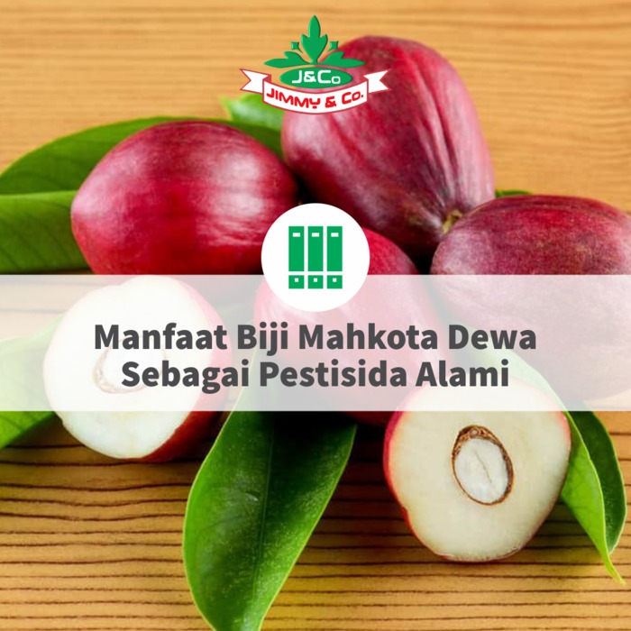 Manfaat Biji Mahkota Dewa Sebagai Pestisida Alami Manfaat Biji Mahkota Dewa Sebagai Pestisida Alami