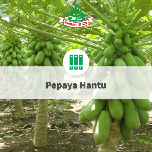 Pepaya Hantu Pepaya Hantu
