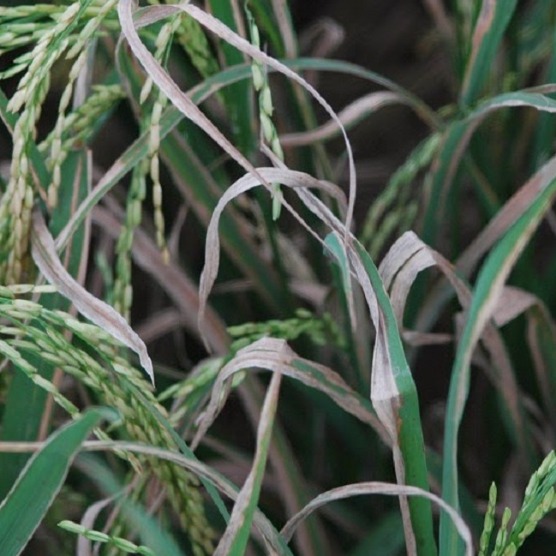 Kresek Daun Dan Cara Mengatasinya Kresek Daun Dan Cara Mengatasinya