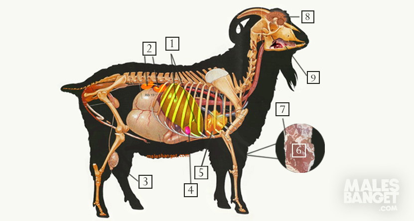 Daging Kambing Meningkatkan Kolestrol, Benar atau Hoax ? Daging Kambing Meningkatkan Kolestrol, Benar atau Hoax ?