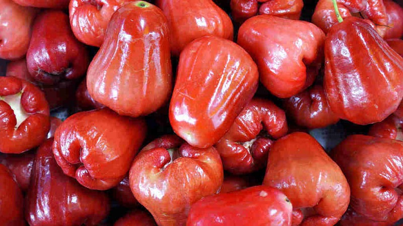 10 Jenis Jambu Air Unggul Terlezat yang Menjadi Favorit Masyarakat 10 Jenis Jambu Air Unggul Terlezat yang Menjadi Favorit Masyarakat