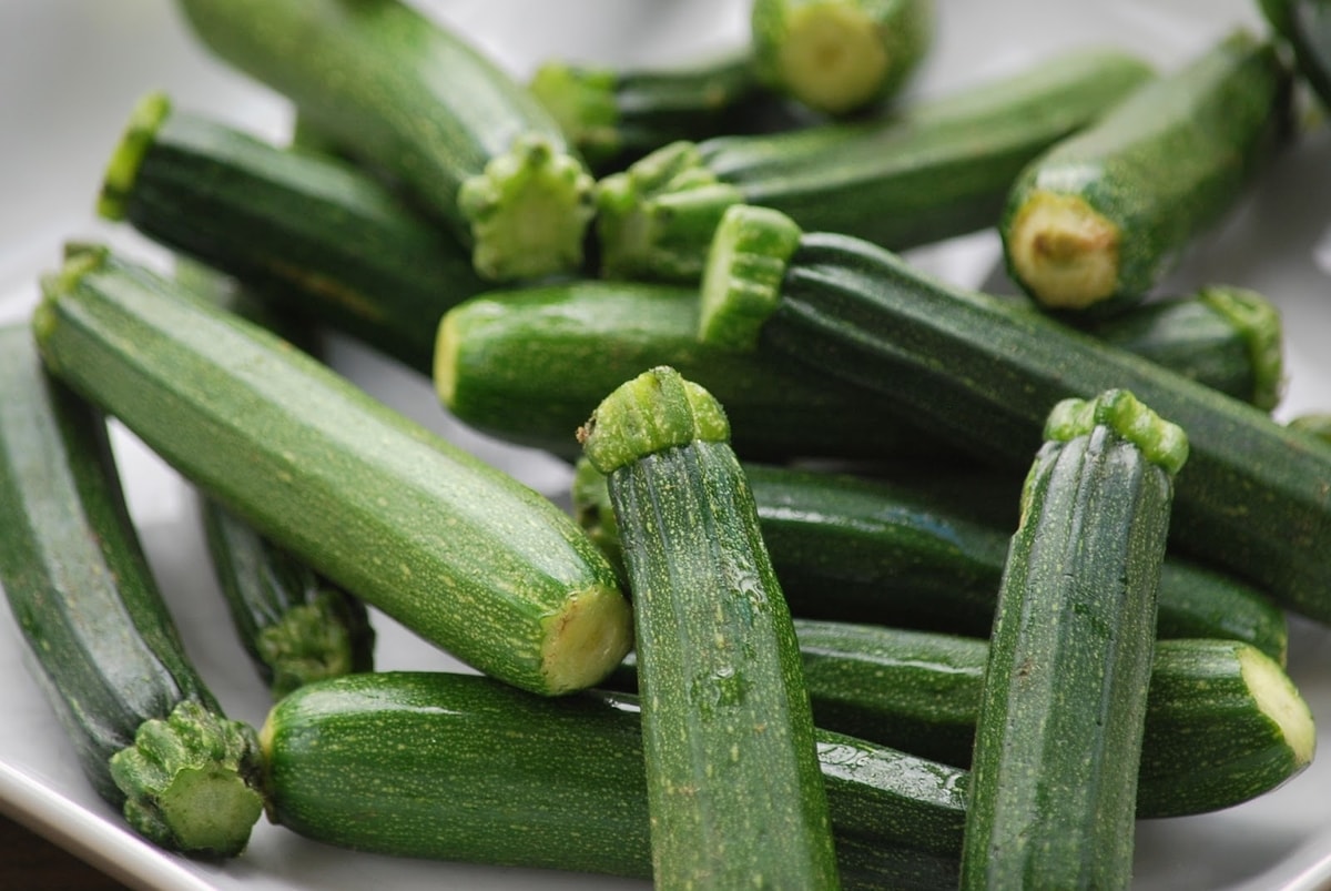 Budidaya Zucchini Tabulampot Budidaya Zucchini Tabulampot