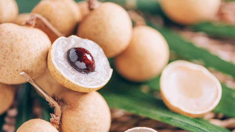 Tips Sukses Pengendalian Hama dan Penyakit Pada Tanaman Kelengkeng Tips Sukses Pengendalian Hama dan Penyakit Pada Tanaman Kelengkeng