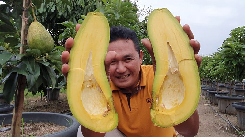 Cara Mudah Menanam dan Merawat Alpukat Aligator di Rumah Agar Cepat Berbuah Cara Mudah Menanam dan Merawat Alpukat Aligator di Rumah Agar Cepat Berbuah