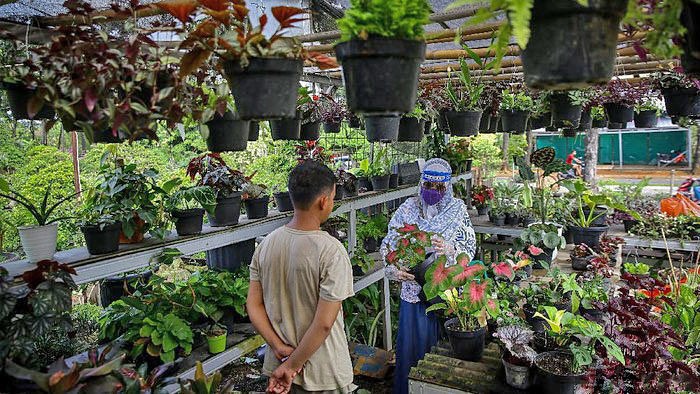 Teramat Laris, 5 Tanaman Ini Jadi Incaran Para Pebisnis Teramat Laris, 5 Tanaman Ini Jadi Incaran Para Pebisnis