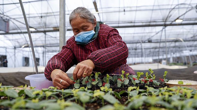 Berkebun Di Masa Pandemi, Berawal Dari Hobi Hingga Jadi Rezeki Berkebun Di Masa Pandemi, Berawal Dari Hobi Hingga Jadi Rezeki