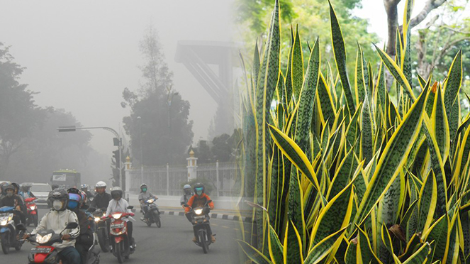 Selain Cantik, 9 Tanaman Hias Ini Juga Bisa Usir Polusi Dari Rumah Selain Cantik, 9 Tanaman Hias Ini Juga Bisa Usir Polusi Dari Rumah