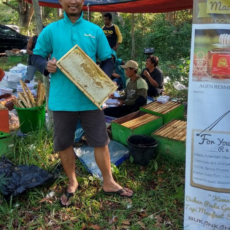Apis Mellifera, Lebah Madu Paling Produktif dan Banyak Dibudidaya Apis Mellifera, Lebah Madu Paling Produktif dan Banyak Dibudidaya