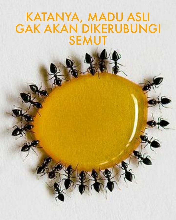 Madu Asli Tidak Dikerumuni Semut, Mitos atau Fakta? Madu Asli Tidak Dikerumuni Semut, Mitos atau Fakta?