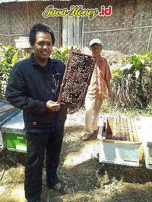 Apis Mellifera, Lebah Madu Paling Produktif dan Banyak Dibudidaya Apis Mellifera, Lebah Madu Paling Produktif dan Banyak Dibudidaya