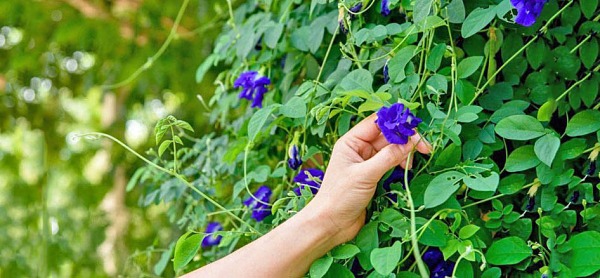 8 tanaman herbal berbunga dengan khasiat yang tak terduga 8 tanaman herbal berbunga dengan khasiat yang tak terduga