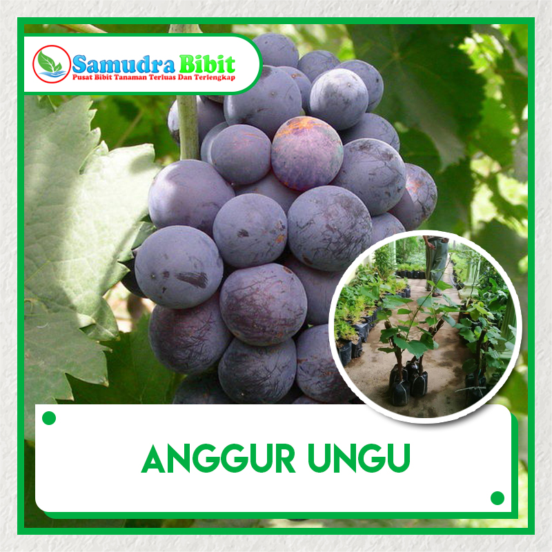 Bibit Tanaman Anggur Ungu