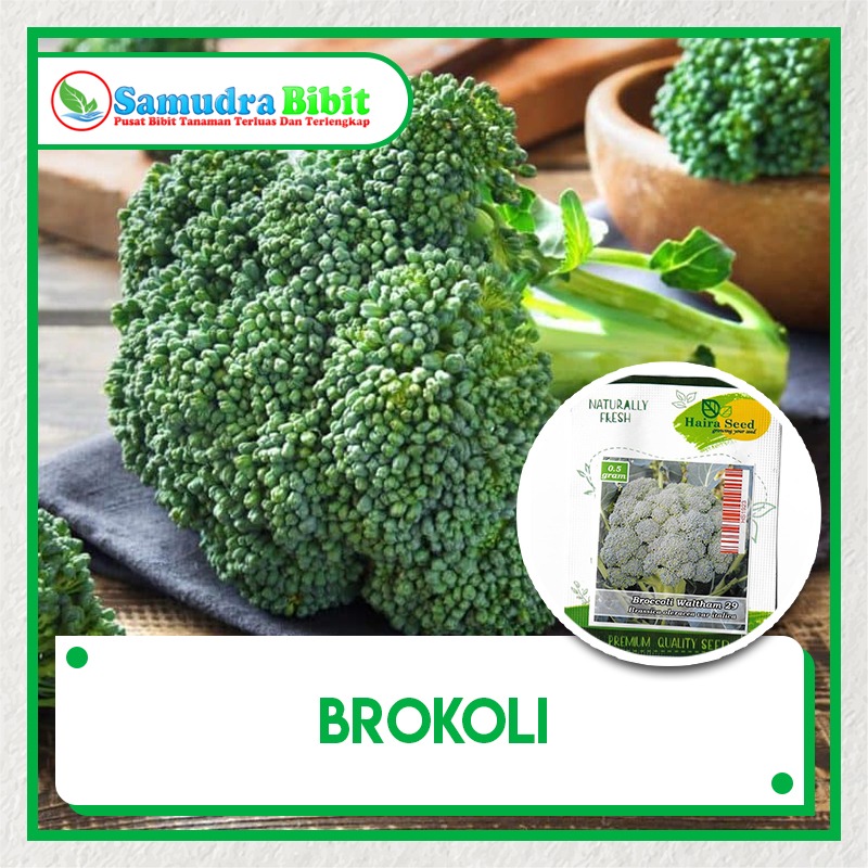 Benih Tanaman Brokoli