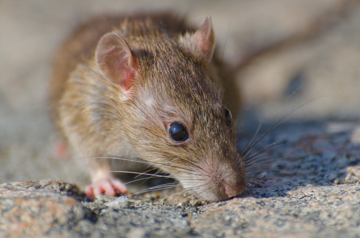 6 Warga Semarang Meninggal karena Leptospirosis – Kenali Penyebab Penyakit Ini!