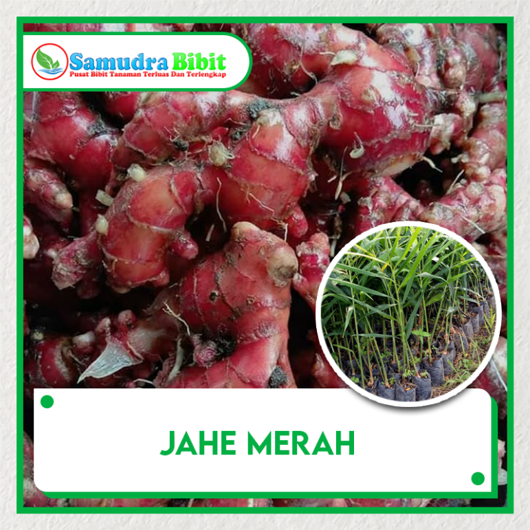 Paket Jahe Merah Manfaat Melimpah