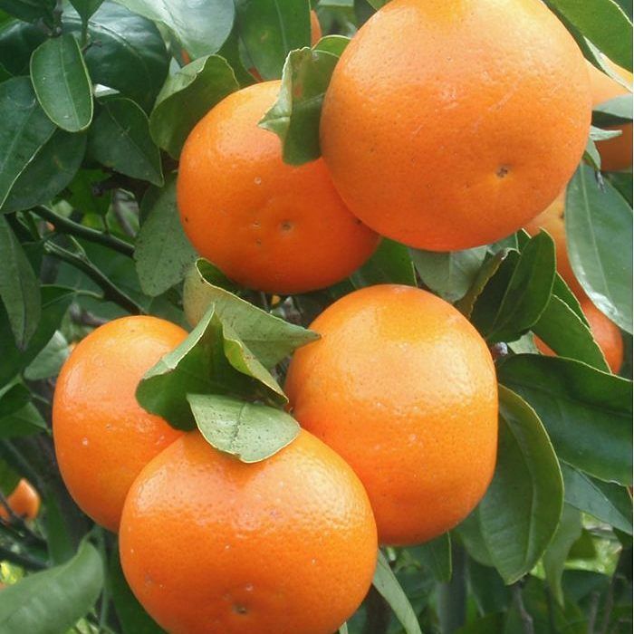 Pembudidayaan Jeruk Sunkist Di Kebun Dan Rumah Pembudidayaan Jeruk Sunkist Di Kebun Dan Rumah
