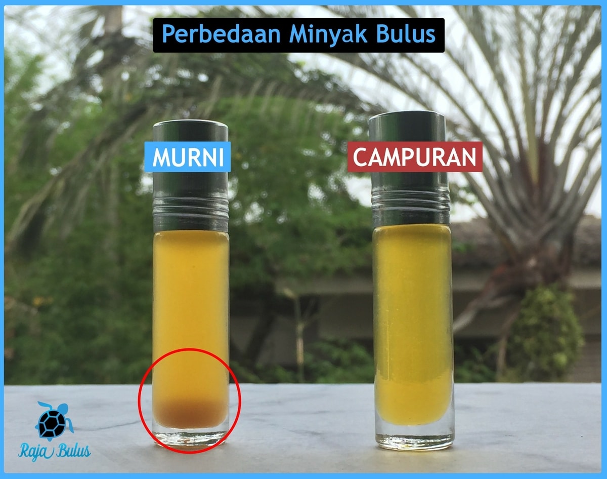 6 Perbedaan Minyak Bulus Asli Palsu