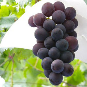 Bibit Tanaman Anggur Ungu