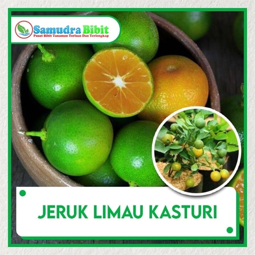 Bibit Tanaman Jeruk Limau Kasturi