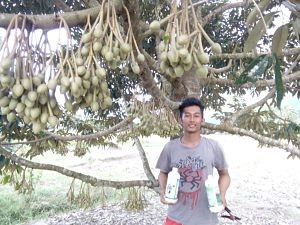 durian jimmy hantu