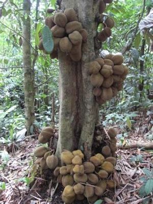Durian hantu berbuah sampai ke akar