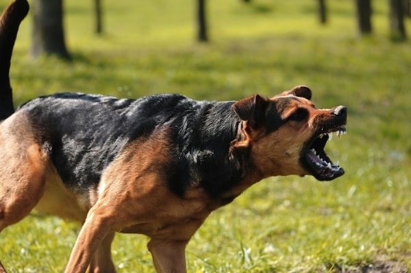 Waspada Kasus Rabies Meningkat!! Pahami Ancaman dan Upaya Pencegahannya!!