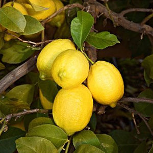 Bibit Tanaman Jeruk Lemon Australia