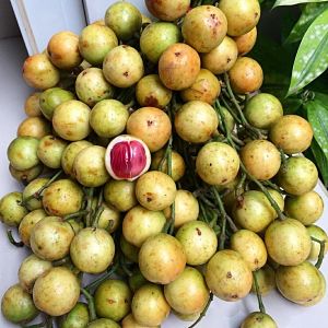 Pernahkah Melihat Buah Buahan Asli Bumi Indonesia Ini