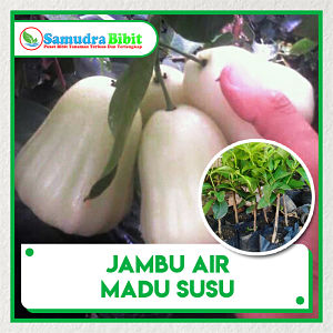 Bibit Tanaman Jambu Air Madu Susu