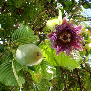 Bibit Tanaman Markisa Jumbo