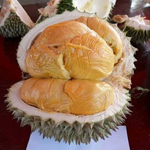 Isi hitam durian Durian Duri