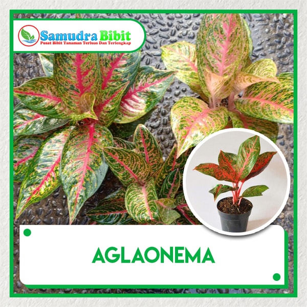  Bibit  Tanaman  Hias  Aglaonema 