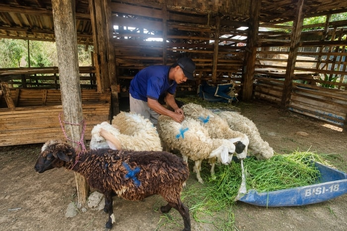 Perkuat Ekonomi Peternak, Zakat Baik Dampingi Jejaring Kambing Kurban di Ciseeng