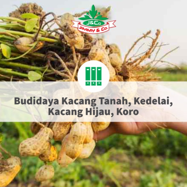 Budidaya Kacang Tanah, Kedelai, Kacang Hijau, Koro Dengan “TEKNOLOGI JIMMY HANTU 150”