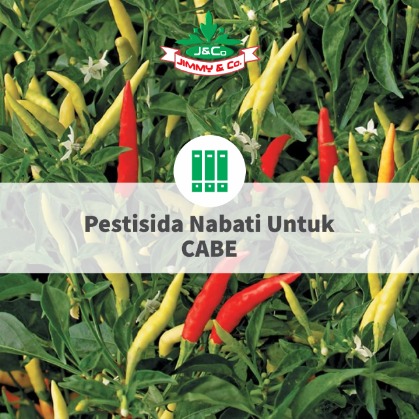 Pestisida Nabati Untuk Cabe