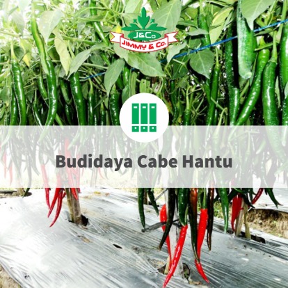 Budidaya Cabe Hantu