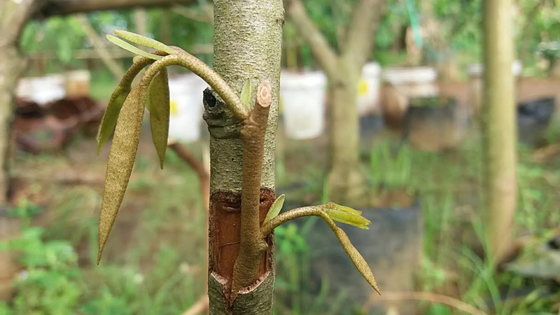 Pembudidayaan tanaman dengan cara menempelkan tunas pada batang tanaman sejenis yang akan dijadikan induk disebut