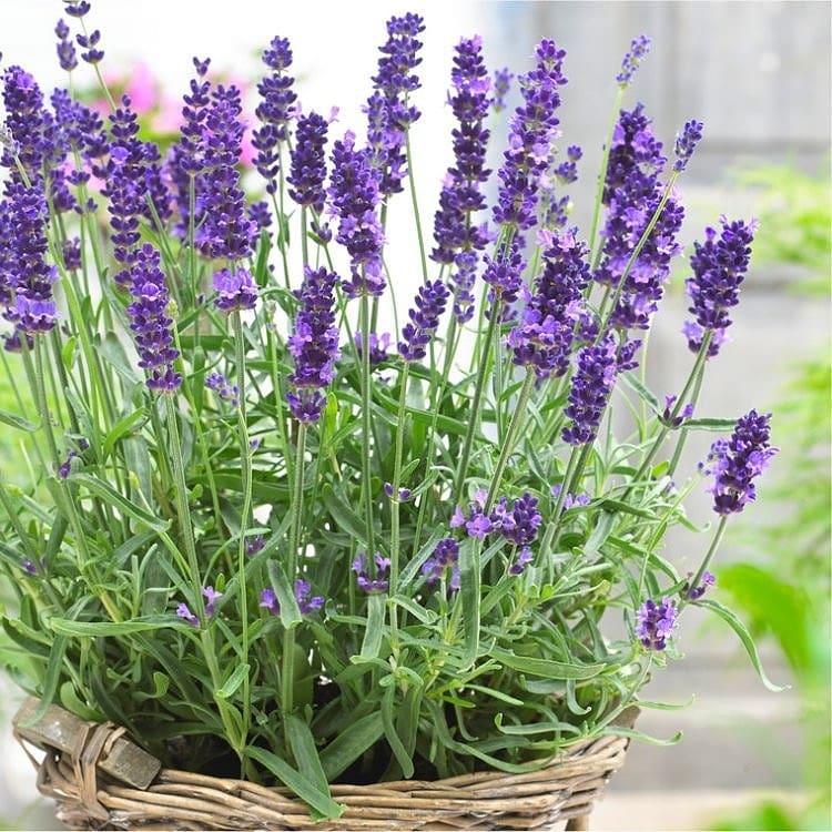 Cara Menanam Lavender di Pot atau Pekarangan Rumah