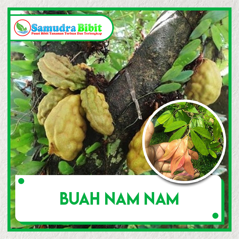 Nam buah nam Buah Nam